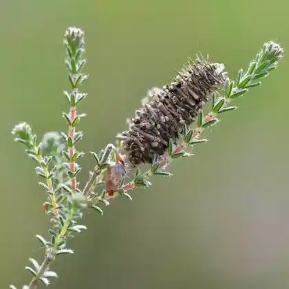 Foto von Hellbrauner Moor-Sackträger (Megalophanes viciella)