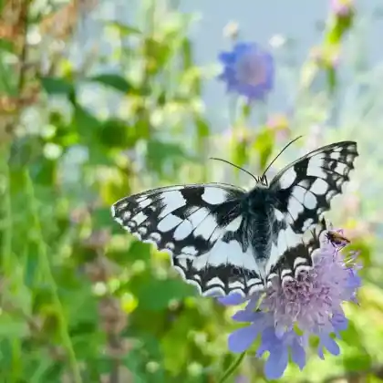 Foto von Schachbrettfalter (Melanargia galathea)