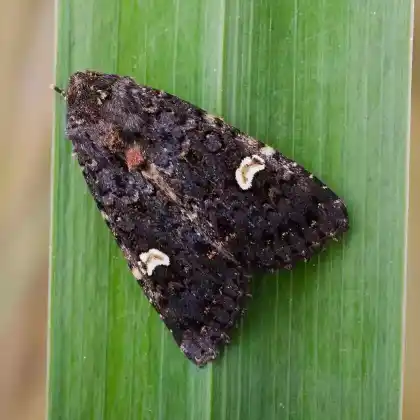 Foto von Flohkrauteule (Melanchra persicariae)