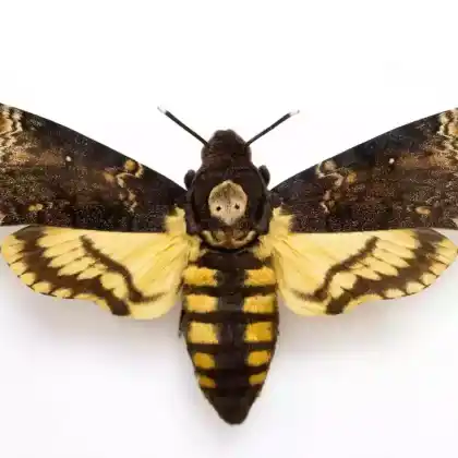 Foto von Totenkopfschwärmer (Acherontia atropos)