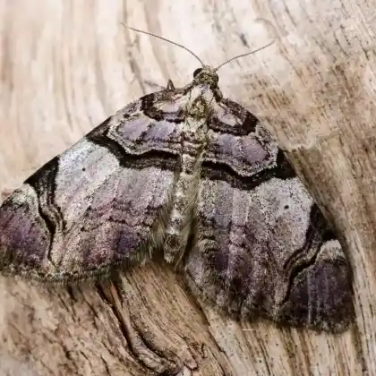 Foto von Schwarzbindiger Rosen-Blattspanner (Anticlea derivata)