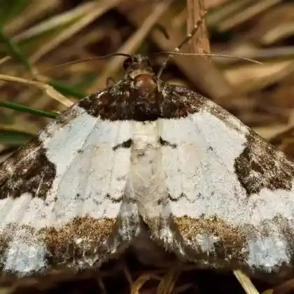Foto von Waldreben-Blattspanner (Melanthia procellata)