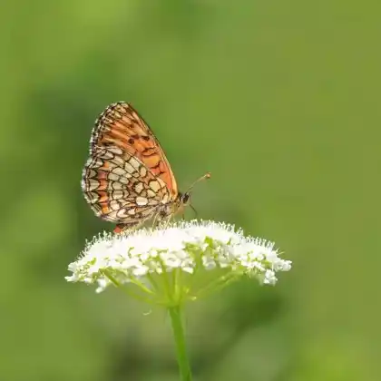 Foto von Wachtelweizen-Scheckenfalter (Melitaea athalia)