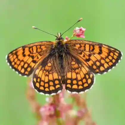 Foto von Ehrenpreis-Scheckenfalter (Melitaea aurelia)