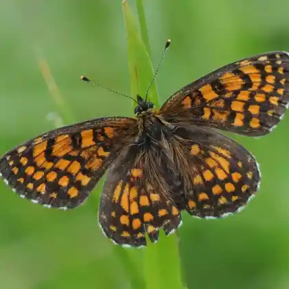 Foto von Assmanns Scheckenfalter (Melitaea britomartis)