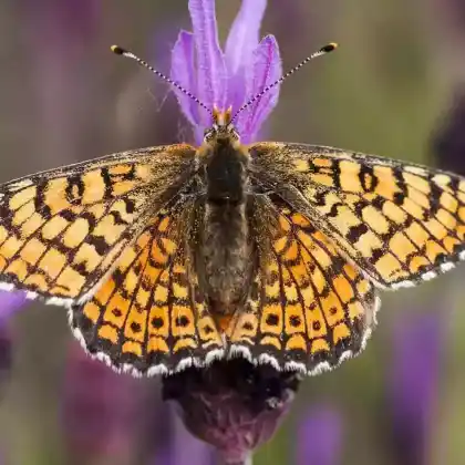 Foto von Wegerich-Scheckenfalter (Melitaea cinxia)