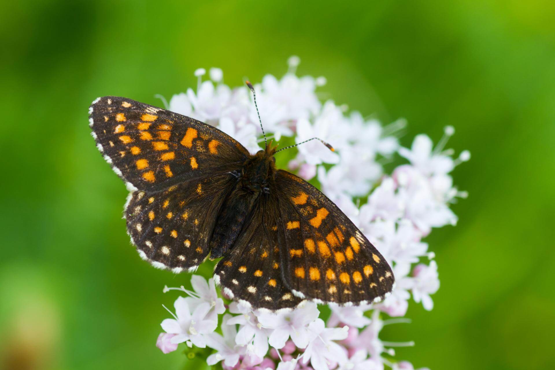 BaldrianScheckenfalter (Melitaea diamina)