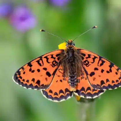 Foto von Roter Scheckenfalter (Melitaea didyma)