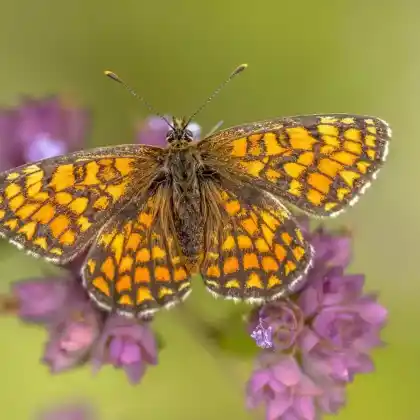 Foto von Zweibrütiger Scheckenfalter (Melitaea parthenoides)
