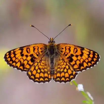 Foto von Flockenblumen-Scheckenfalter (Melitaea phoebe)