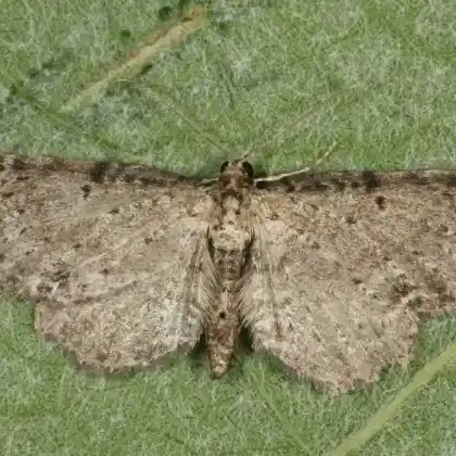 Foto von Gilbweiderich-Wellenrandspanner (Anticollix sparsata)