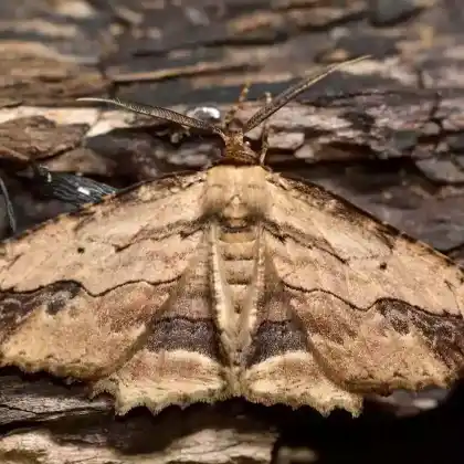 Foto von Lederbrauner Fliederspanner (Menophra abruptaria)