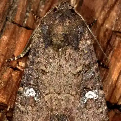 Foto von Getreide-Halmeule (Mesapamea secalis)