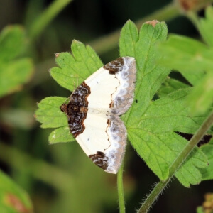 Brombeer-Blattspanner