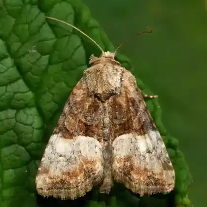 Foto von Trockenrasen-Halmeulchen (Mesoligia furuncula)