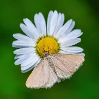 Foto von Mausspanner (Minoa murinata)