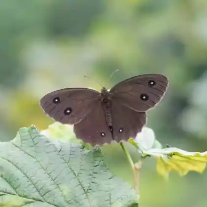 Foto von Riedteufel (Minois dryas)