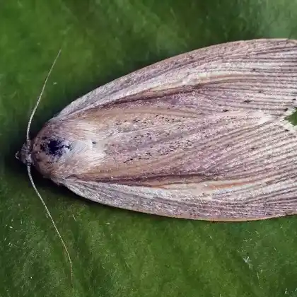 Foto von Striemen-Schilfeule (Mythimna flammea)