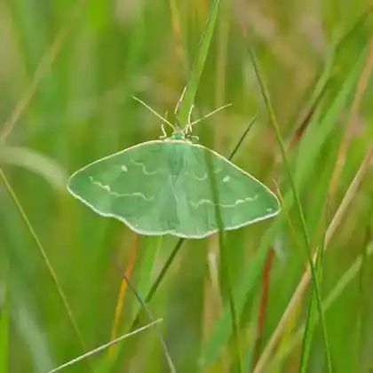 Foto von Smaragdgrüner Schafgarbenspanner (Antonechloris smaragdaria)