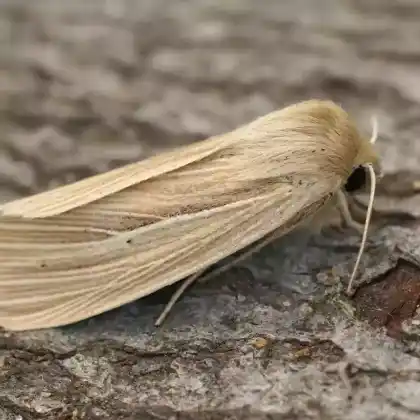 Foto von Stumpfflügel-Graseule (Mythimna impura)
