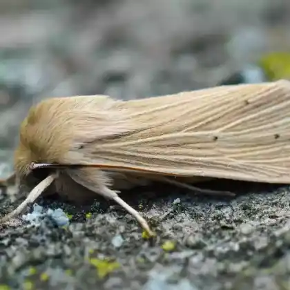 Foto von Bleiche Graseule (Mythimna pallens)