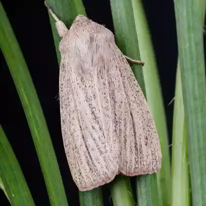 Foto von Breitflügel-Graseule (Mythimna pudorina)