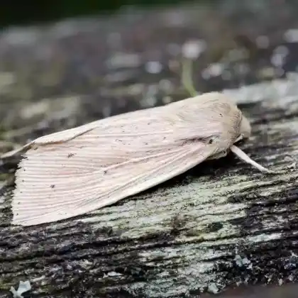 Foto von Spitzflügel-Graseule (Mythimna straminea)
