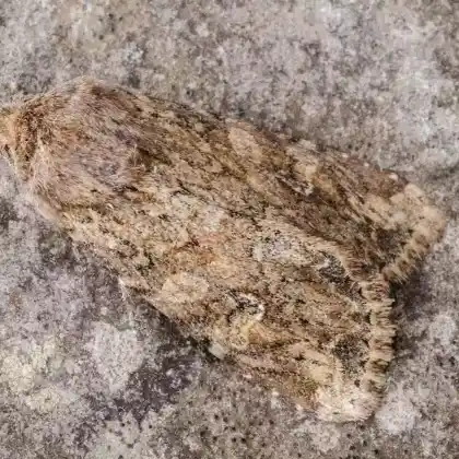 Foto von Waldschlag-Graseule (Apamea anceps)