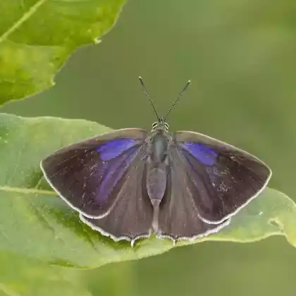 Foto von Blauer Eichen-Zipfelfalter (Neozephyrus quercus)