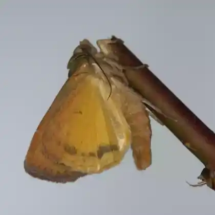 Foto von Breitflügelige Bandeule (Noctua comes)