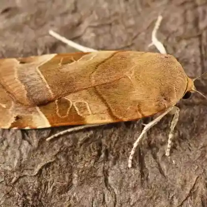 Foto von Bunte Bandeule (Noctua fimbriata)
