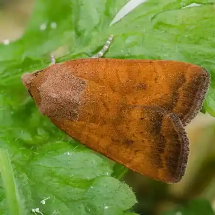 Foto von Hellbraune Bandeule (Noctua interjecta)