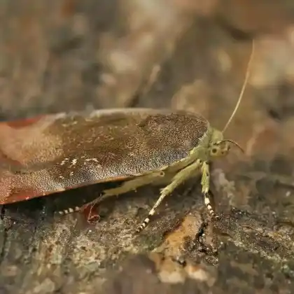 Foto von Janthe-Bandeule (Noctua janthe)