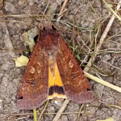 Foto von Hausmutter (Noctua pronuba)
