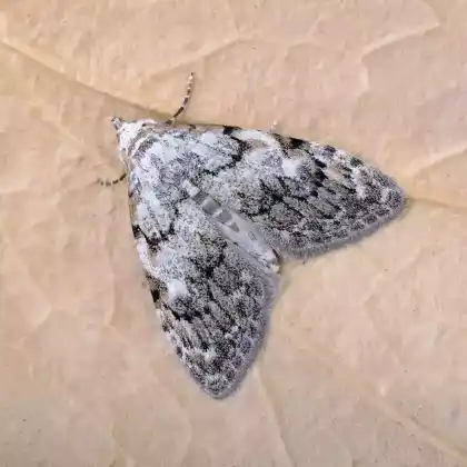 Foto von Eichen-Grauspinnerchen (Nola confusalis)