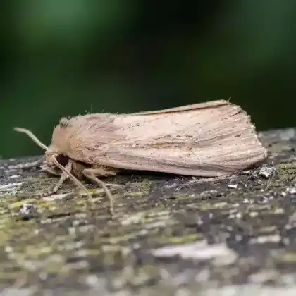 Foto von Rohrkolbeneule (Nonagria typhae)