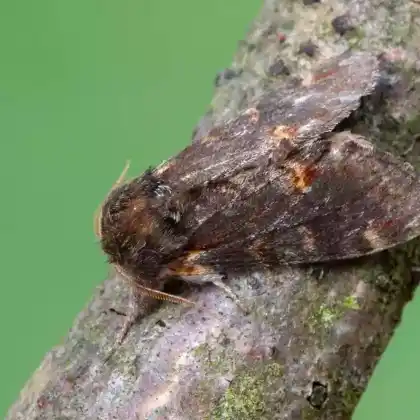 Foto von Dromedar-Zahnspinner (Notodonta dromedarius)