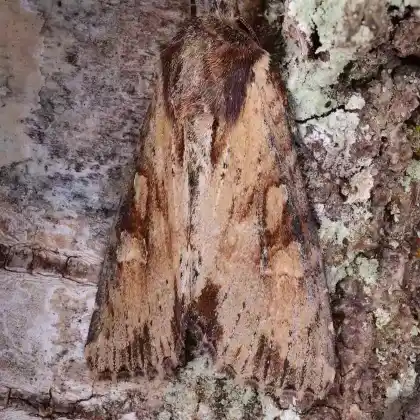 Foto von Frischrasen-Graseule (Apamea crenata)