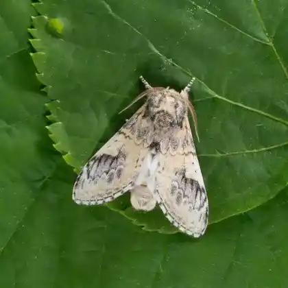 Foto von Espen-Zahnspinner (Notodonta tritophus)