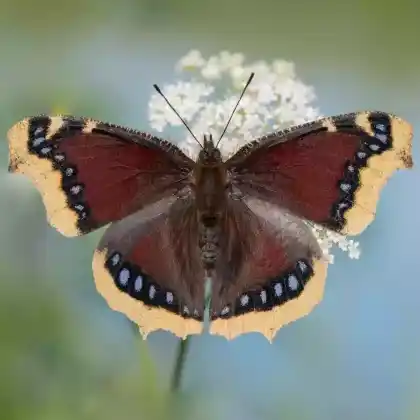 Foto von Trauermantel (Nymphalis antiopa)
