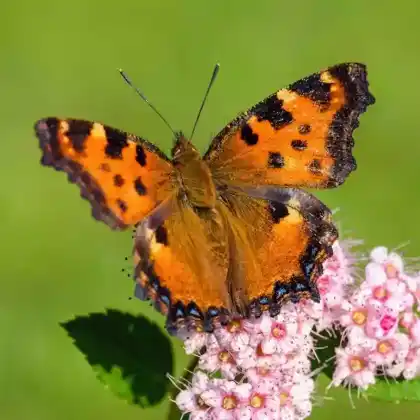 Foto von Großer Fuchs (Nymphalis polychloros)