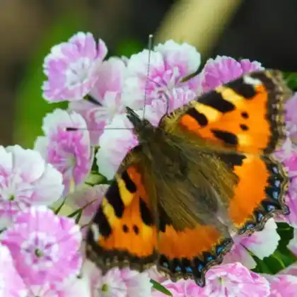 Foto von Östlicher Großer Fuchs (Nymphalis xanthomelas)