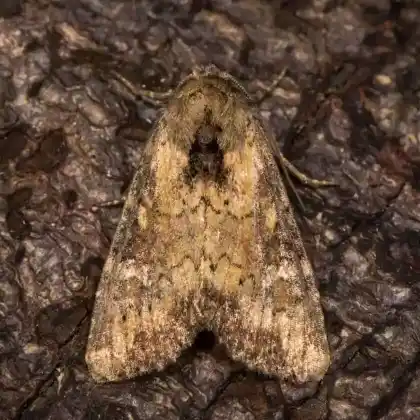 Foto von Waldzwenkenflur-Graseule (Apamea epomidion)