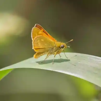 Foto von Früher Kommafalter (Ochlodes venata)