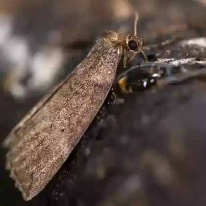 Foto von Zweipunkt-Eulenspinner (Ochropacha duplaris)