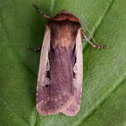 Foto von Hellrandige Erdeule (Ochropleura plecta)