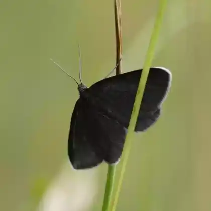 Foto von Schwarzspanner (Odezia atrata)