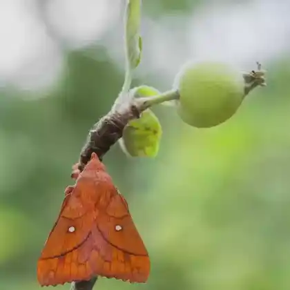 Foto von Pflaumenglucke (Odonestis pruni)