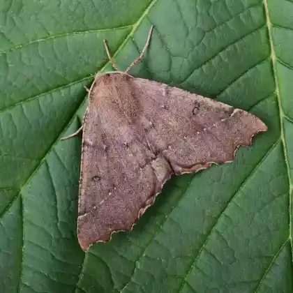 Foto von Doppelzahnspanner (Odontopera bidentata)