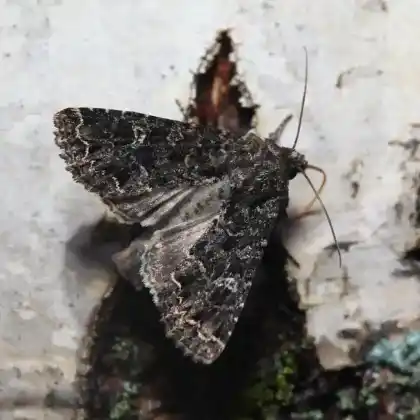 Foto von Trockenrasen-Grasbüscheleule (Apamea furva)